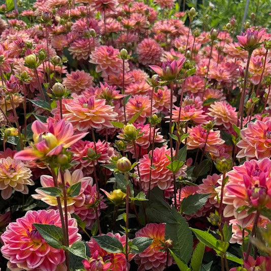 Dahlia Pacific View Nyhet!