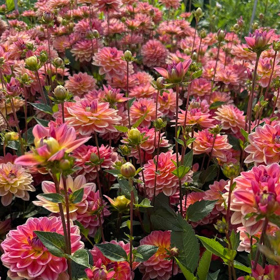 Dahlia Pacific View