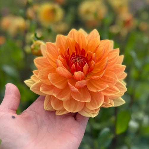 Dahlia Rancho