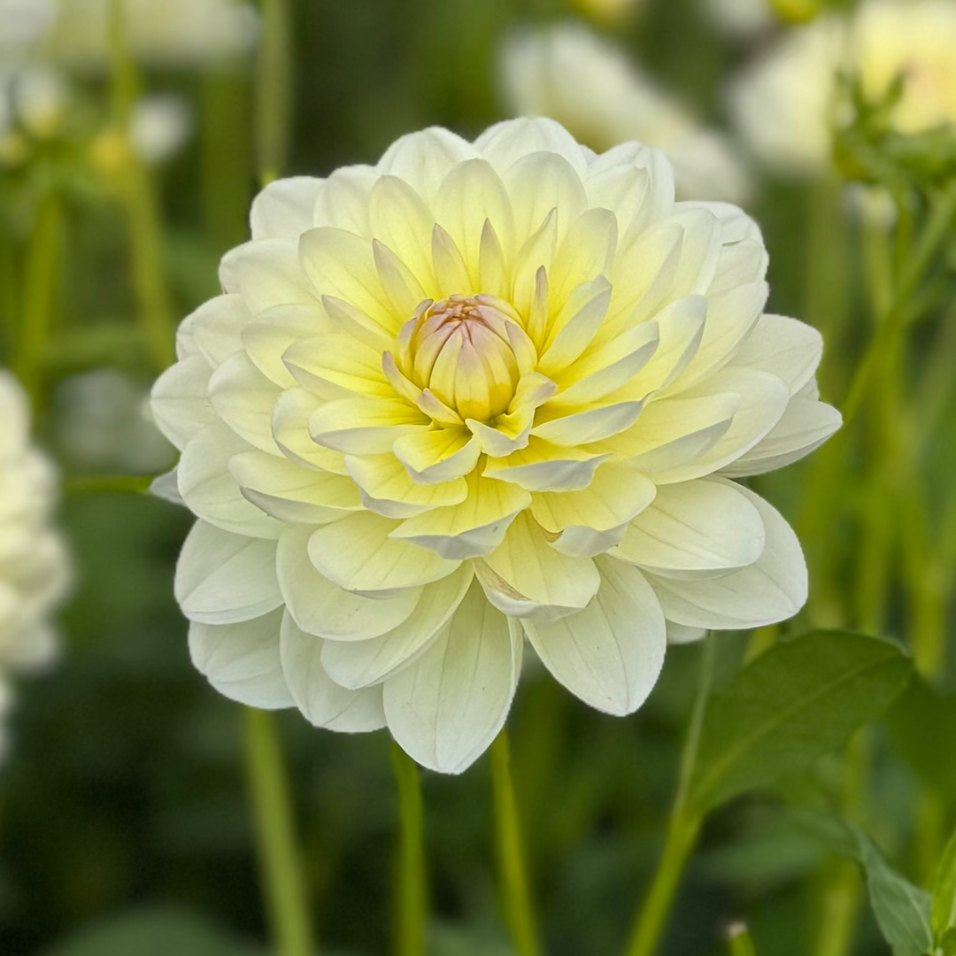 Dahlia Sandia Serenity