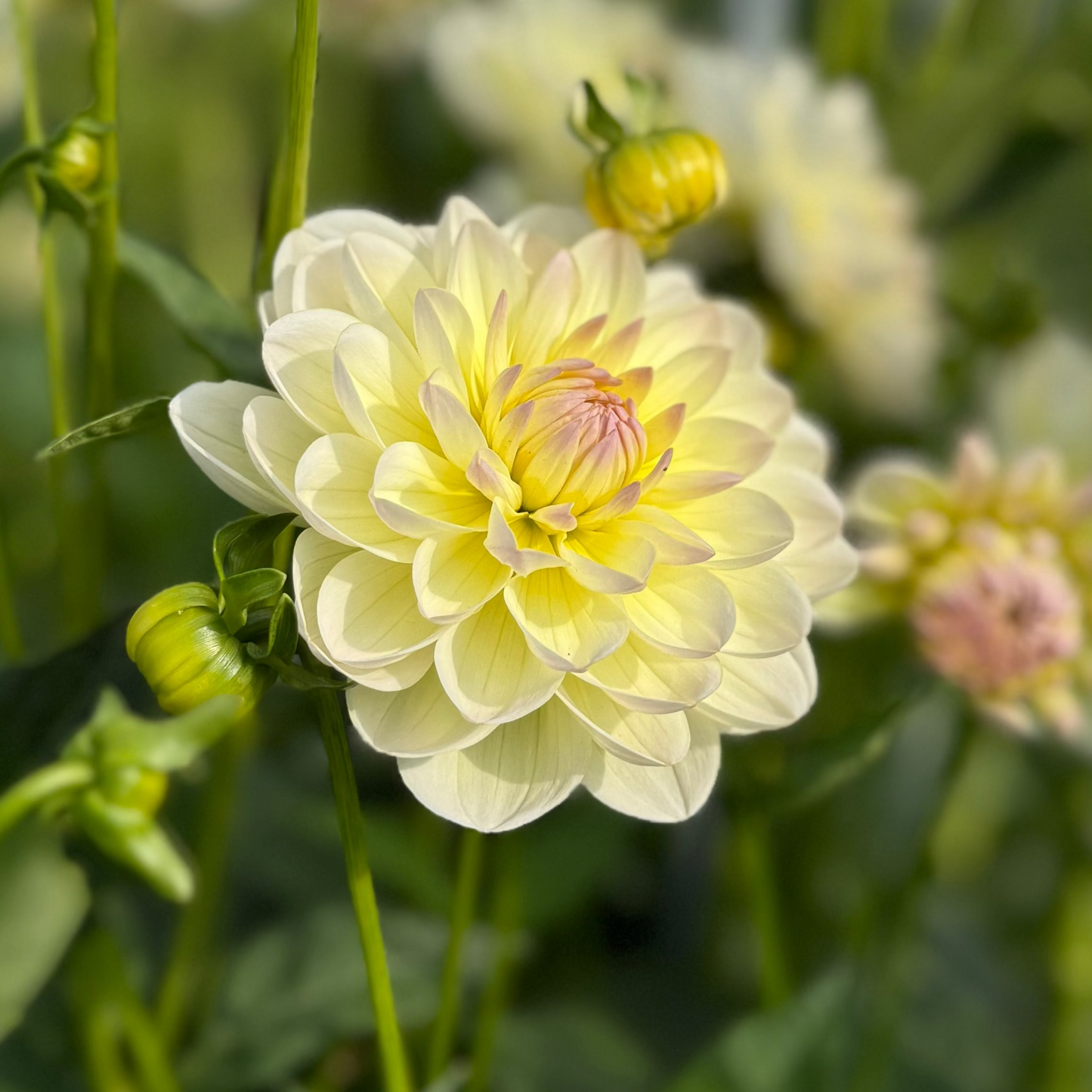 Dahlia Ljuvliga nyheter 2026 5st