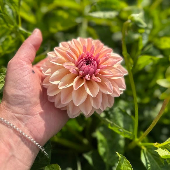Dahlia Sturm Sweet Maria