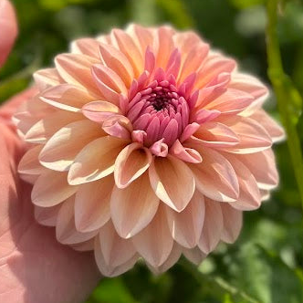 Dahlia 2 kvadrat Djup kärlek