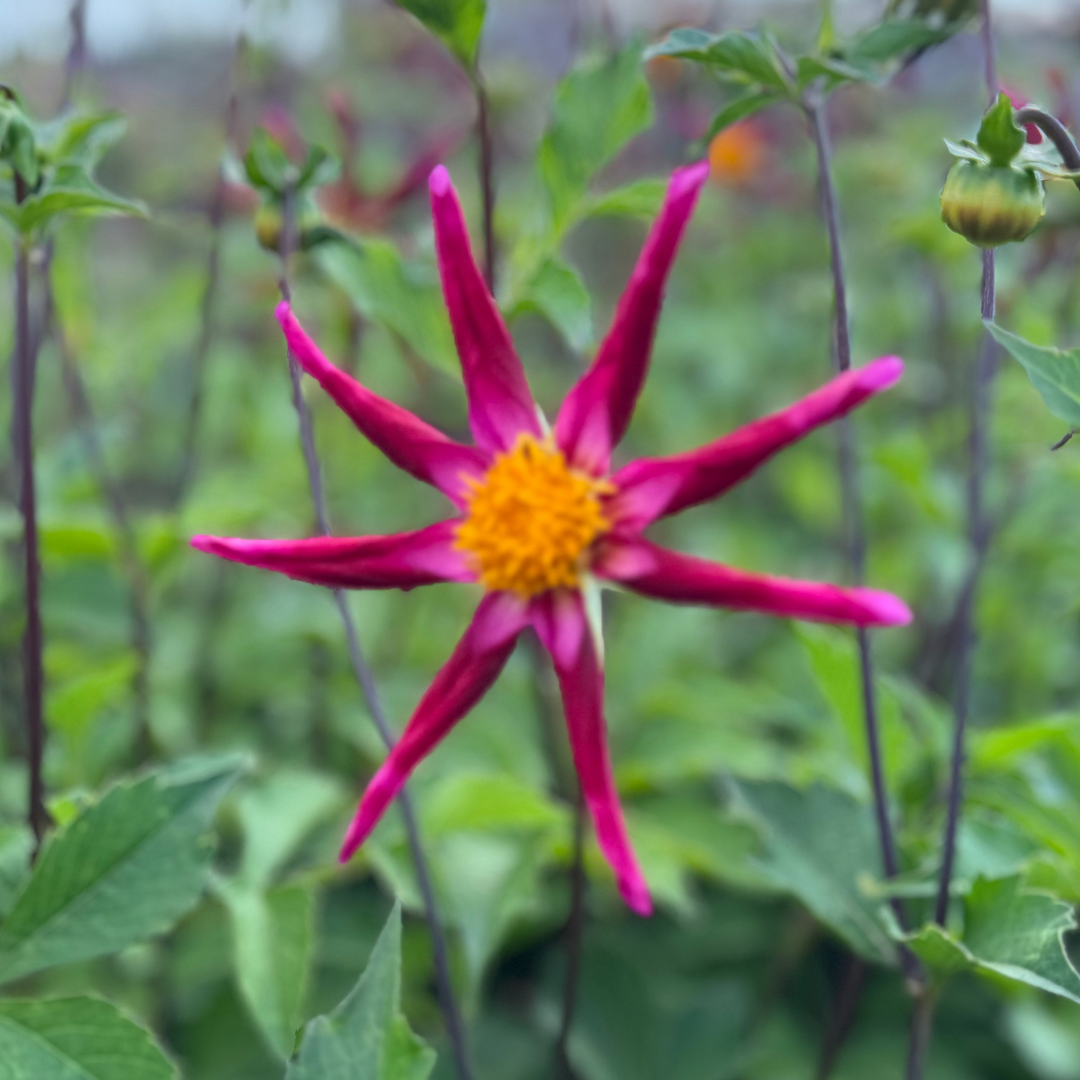 Dahlia Honka Vino
