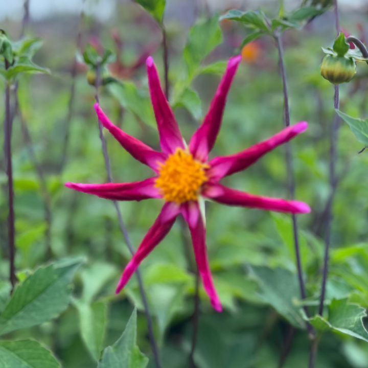Dahlia Honka Vino