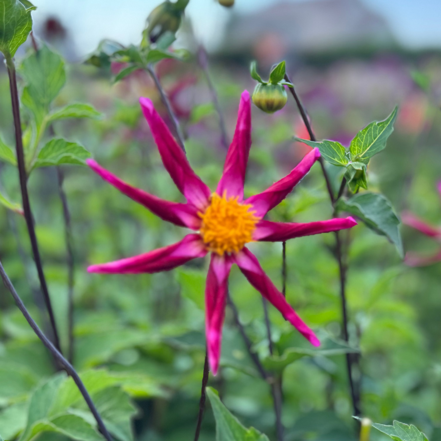 Dahlia Pollinerarnas godisblandning 5st