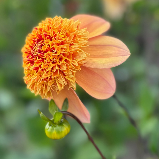 Dahlia Sandia Brocade Nyhet!