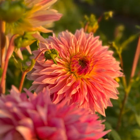 Dahlia Tom Pouce Nyhet!