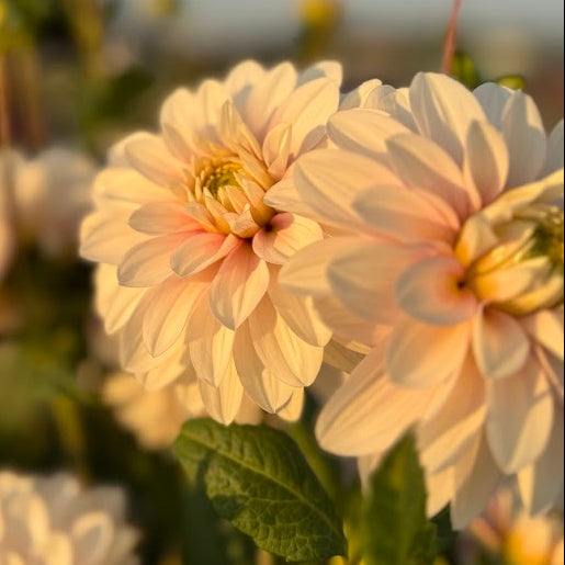 Dahlia Christo Svenskodlad