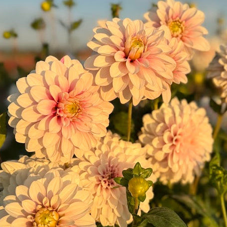 Dahlia Christo