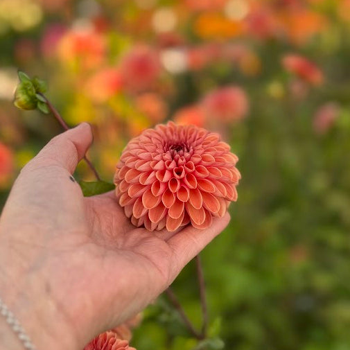 Dahlia Bestseller utgår!
