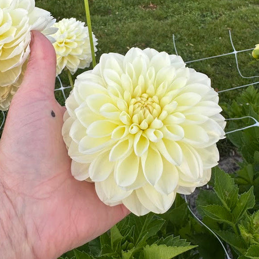 Dahlia Cream Corner Nyhet!