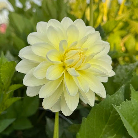 Dahlia Cream Corner