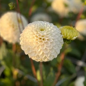 Dahlia Caro