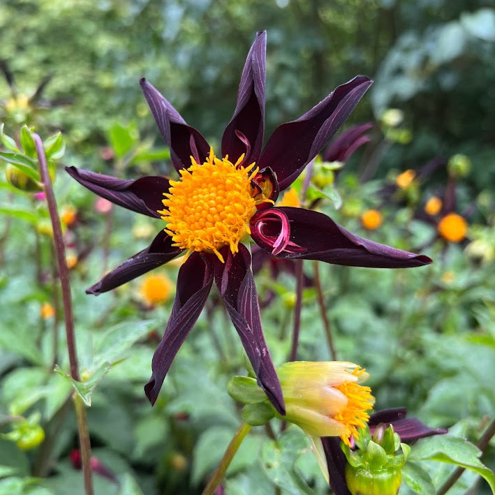 Dahlia Honka Dark ersätter Veronnes obsidian