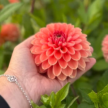Dahlia Orange Favourite