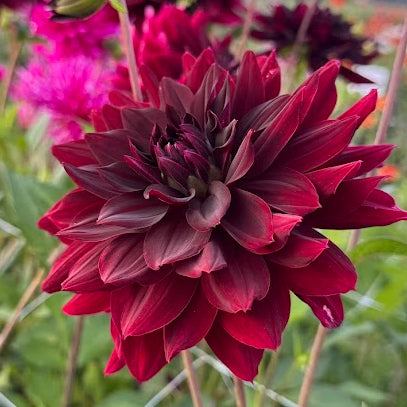 Dahlia Rip City