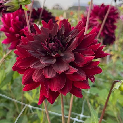Dahlia Rip City