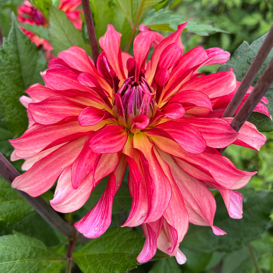 Dahlia Dutch Delight