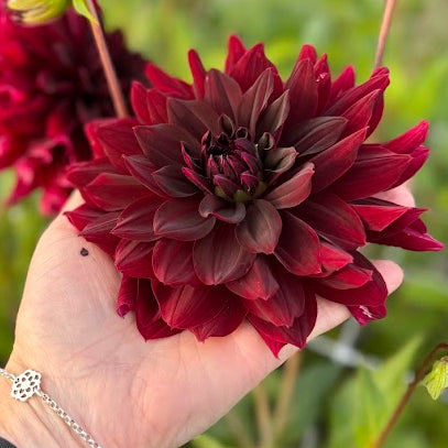 Dahlia Rip City