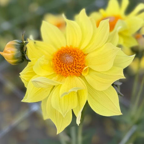Dahlia Tournesol Nyhet!