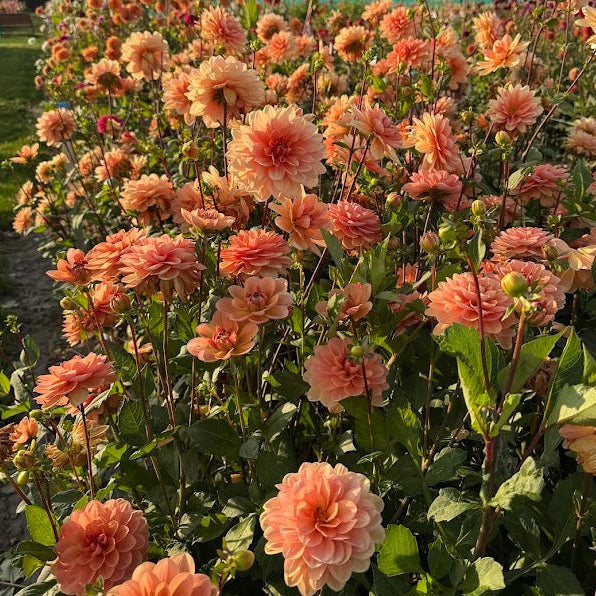 Dahlia Yelno Harmony