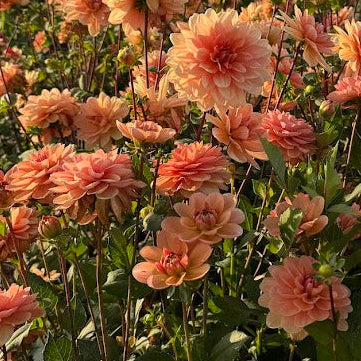 Dahlia Yelno Harmony