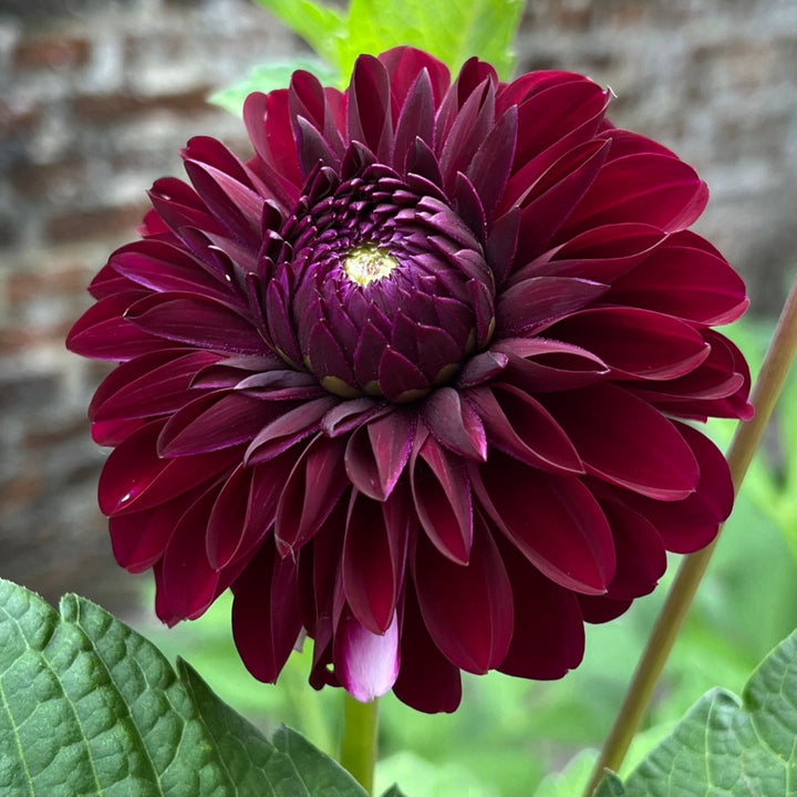 Dahlia Black Thomas