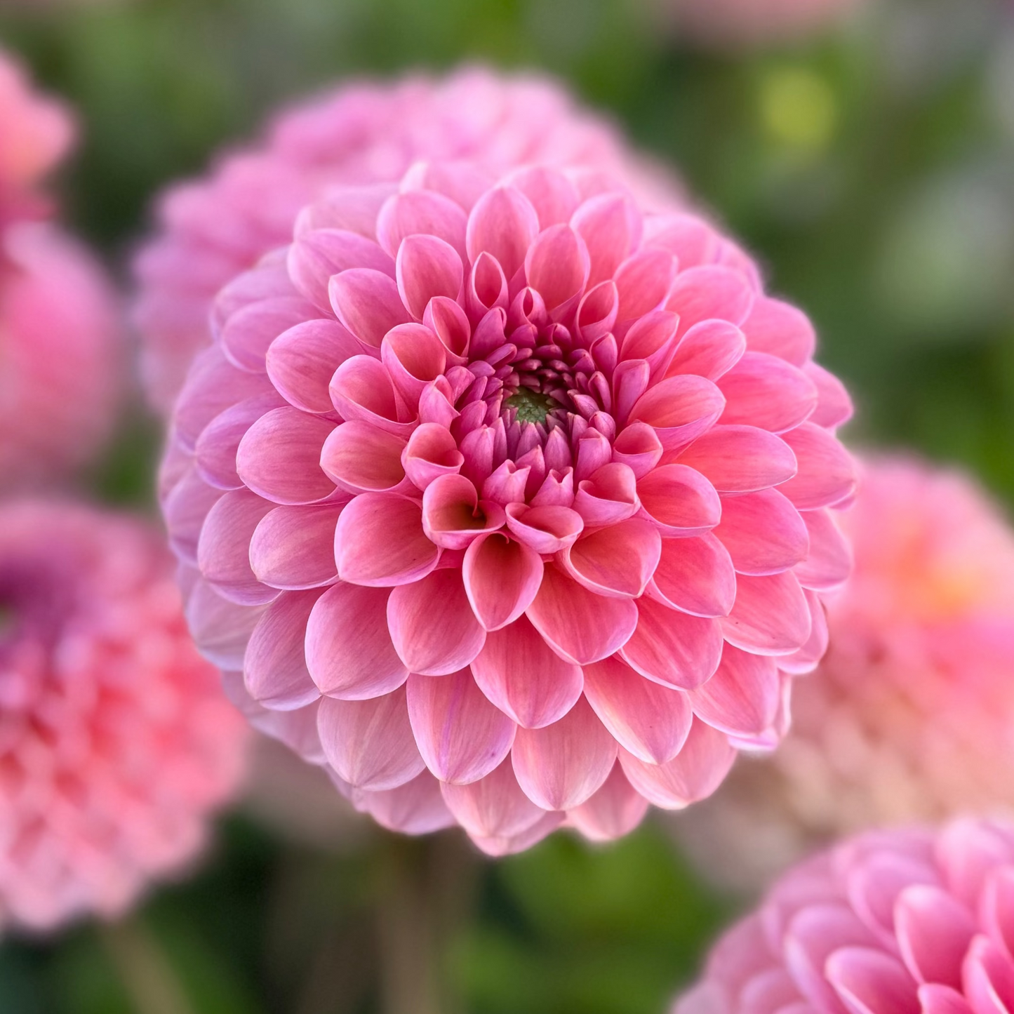Dahlia Bracken Rose Nyhet!