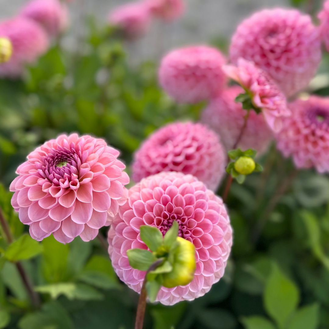Dahlia Bracken Rose Nyhet!