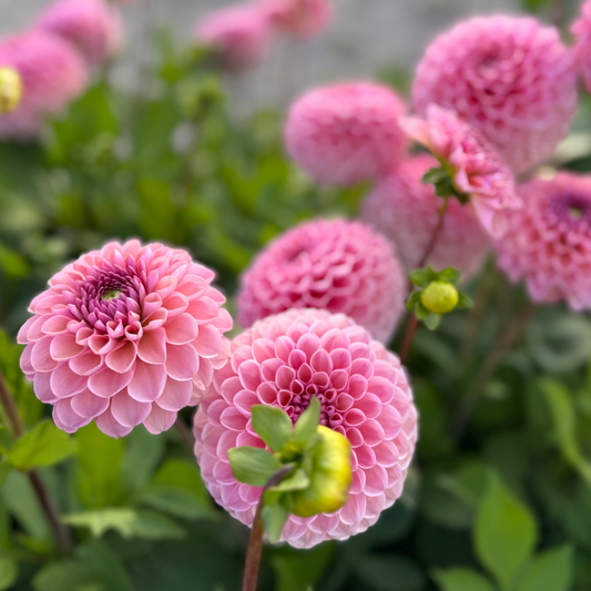 Dahlia Bracken Rose Nyhet!