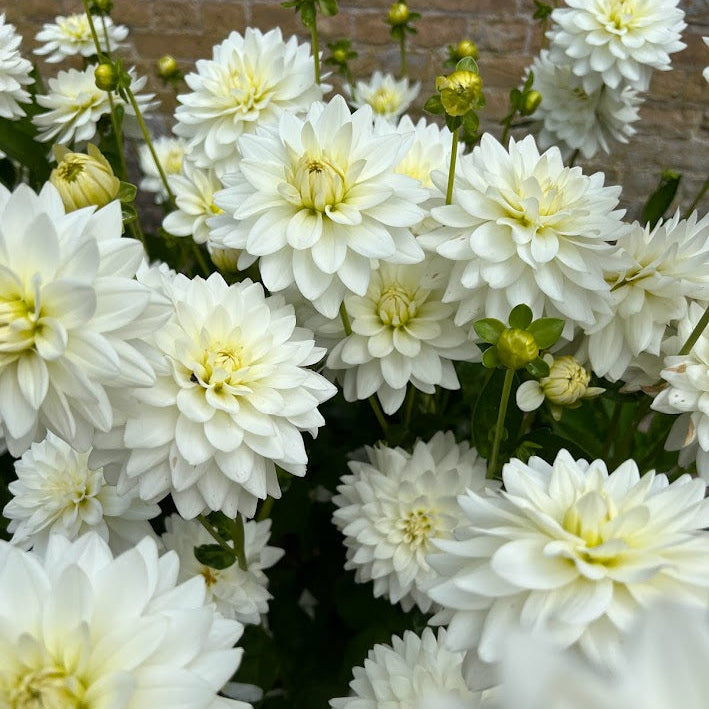 Dahlia Karma Maarten Zwaan