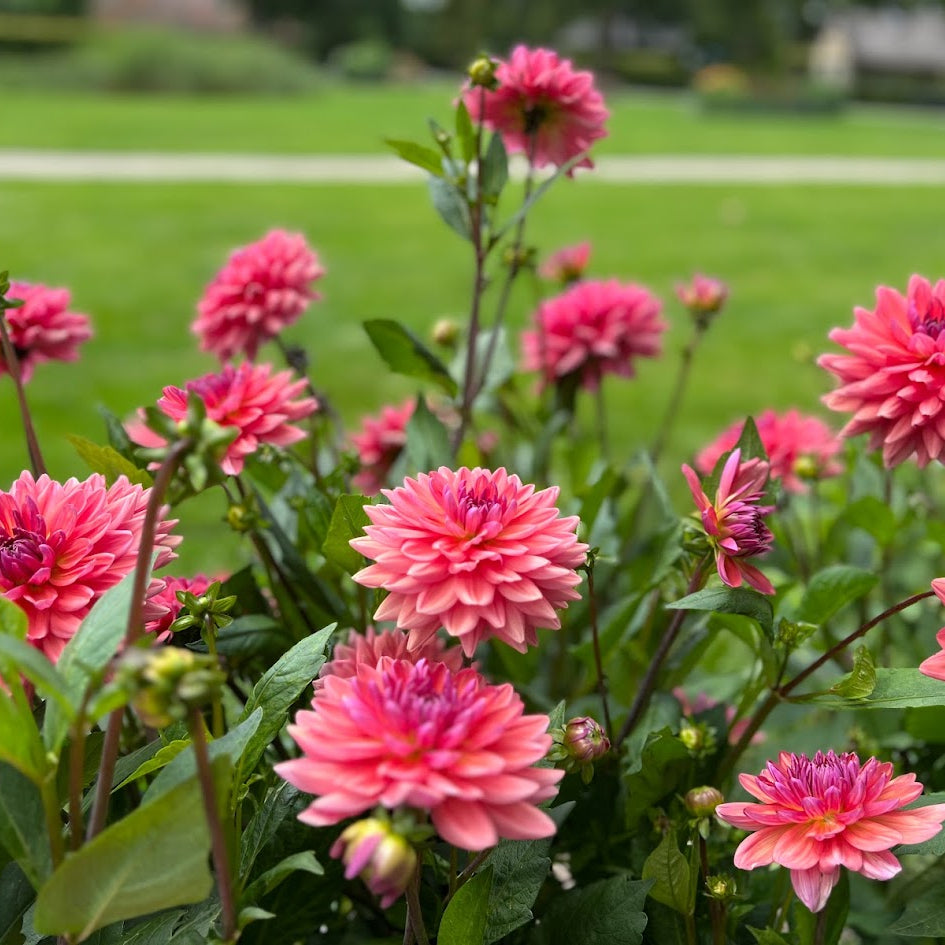 Dahlia Dutch Pearl
