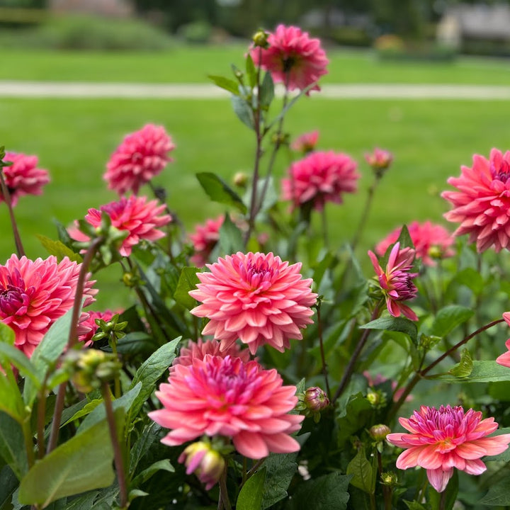 Dahlia Dutch Pearl