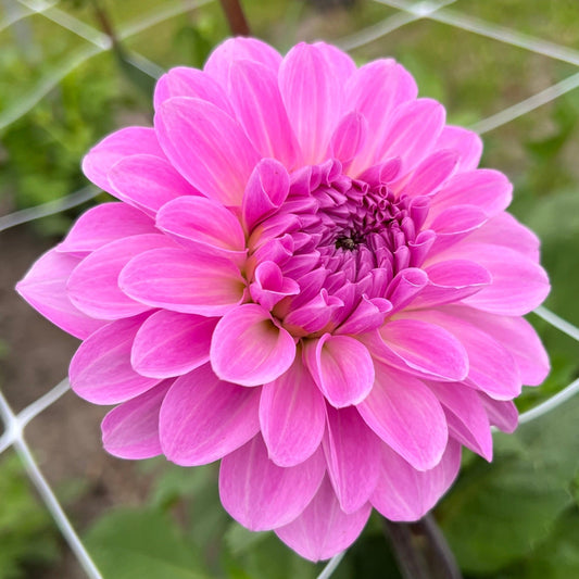 Dahlia Bazuin Lavender utgår