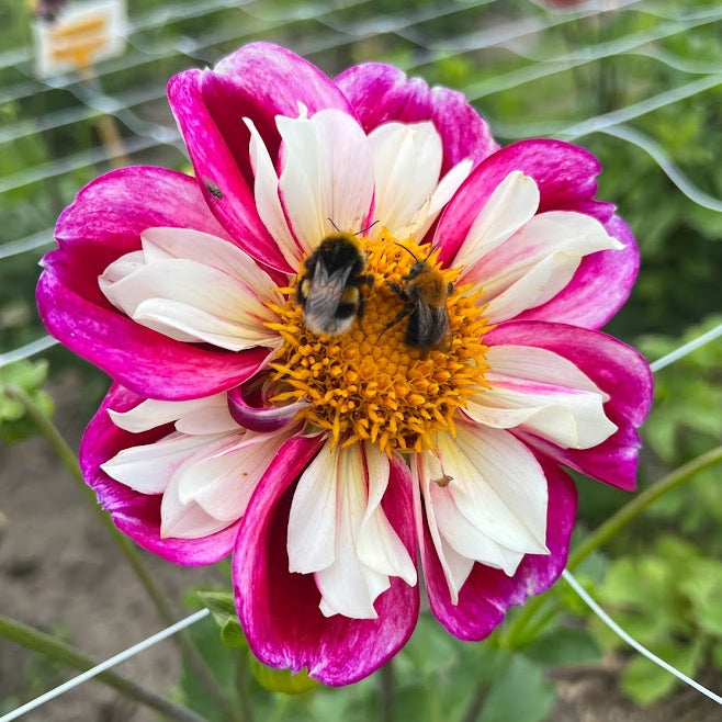 Dahlia Bumble Rumble