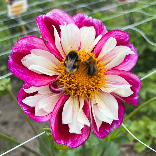 Dahlia Bumble Rumble