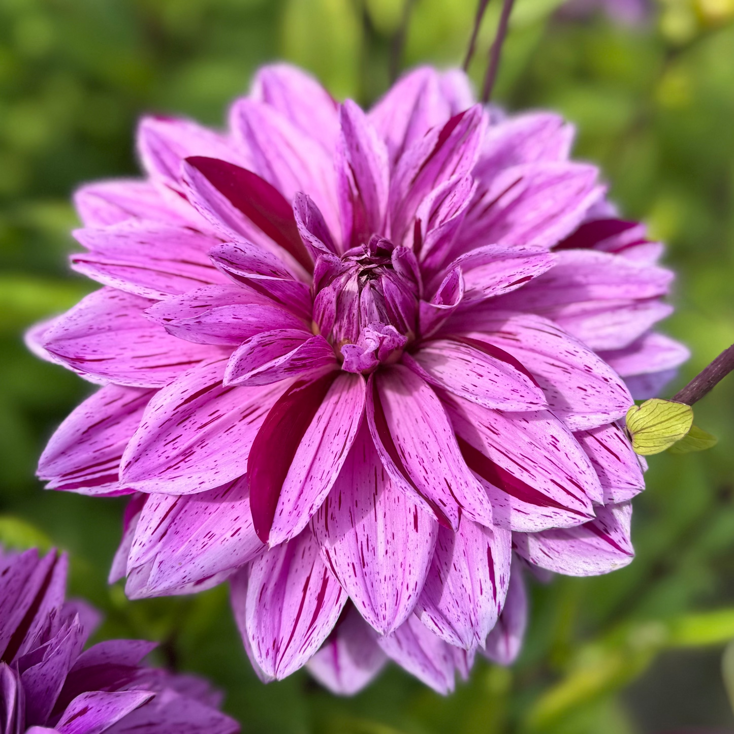 Dahlia Nikola Tesla Nyhet!