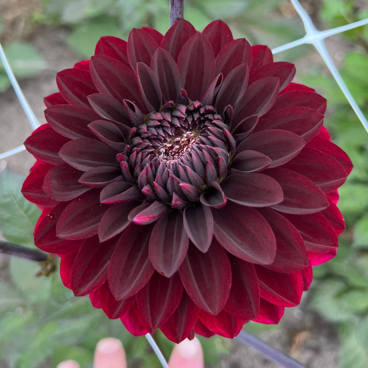 Dahlia Dark Destiny