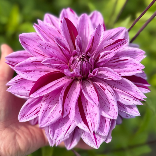 Dahlia Nikola Tesla Nyhet!