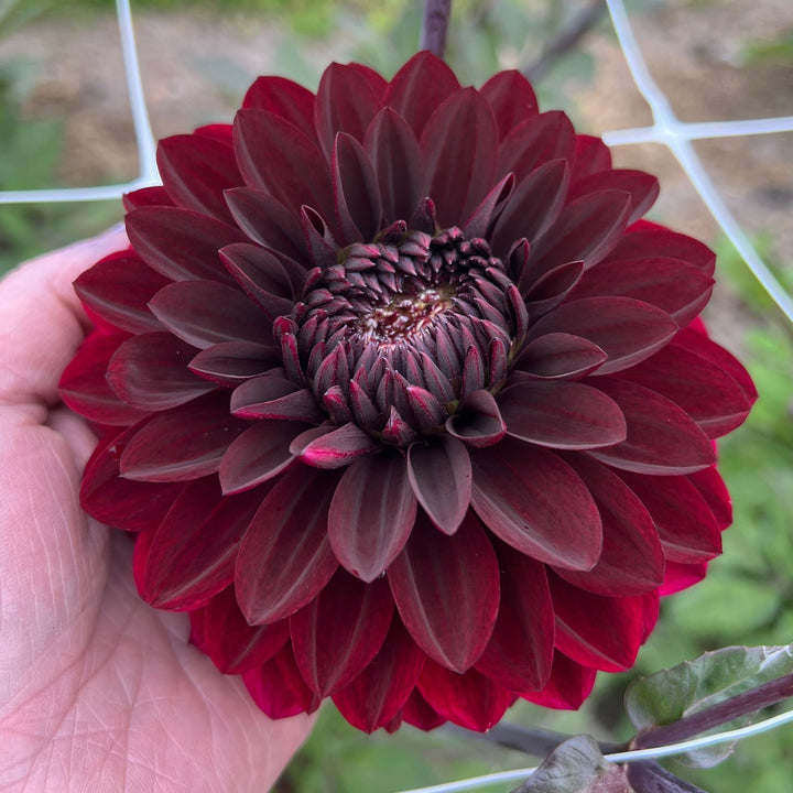 Dahlia Dark Destiny