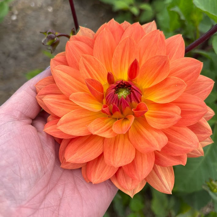 Dahlia Dr. P.H. Riedell