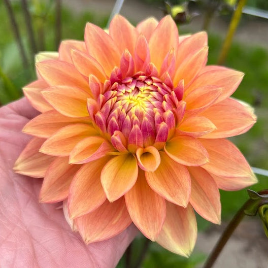 Dahlia Kick Off