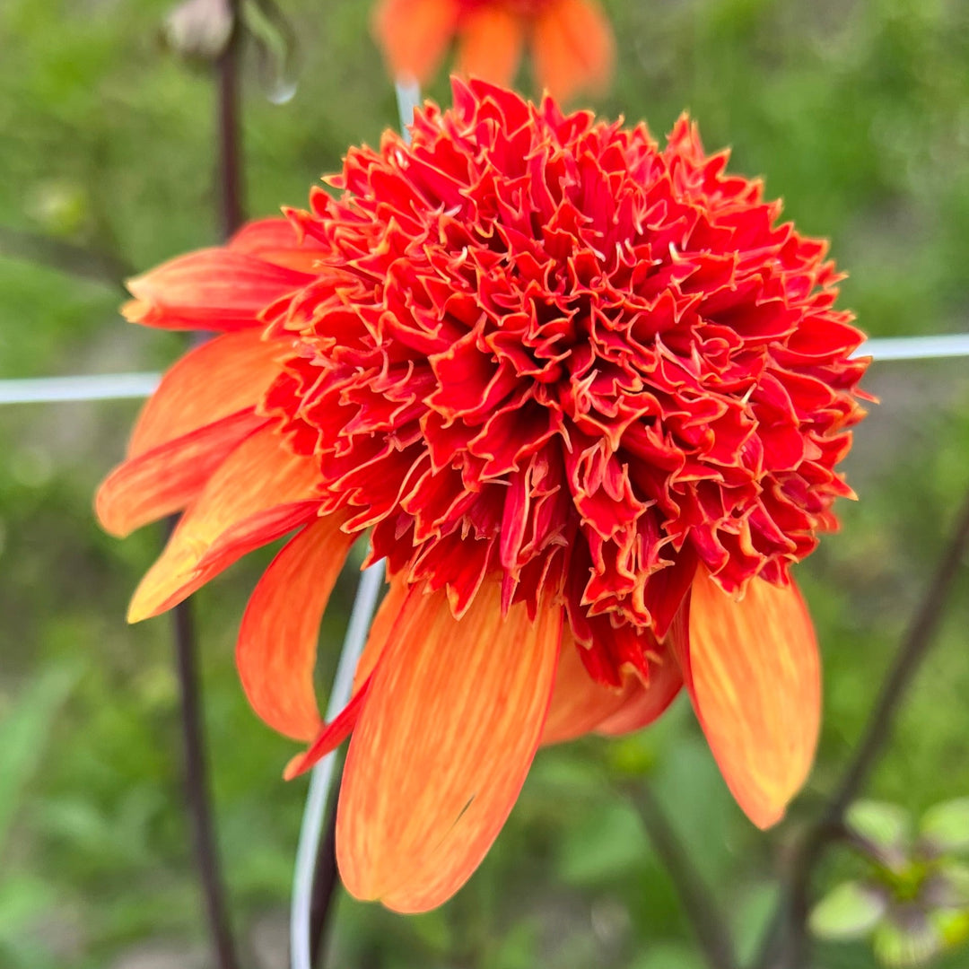 Dahlia Josie
