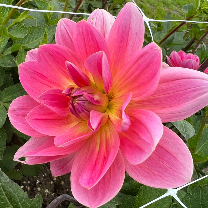 Dahlia Twiggy