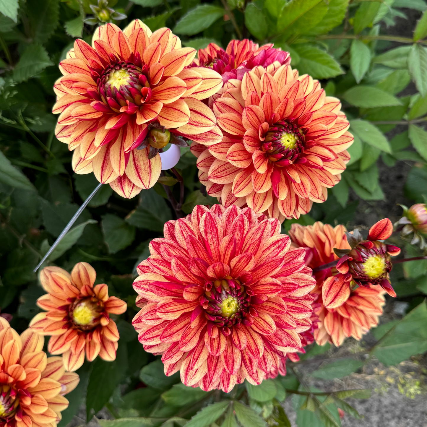 Dahlia Sofias Pyjamas Svenskodlad