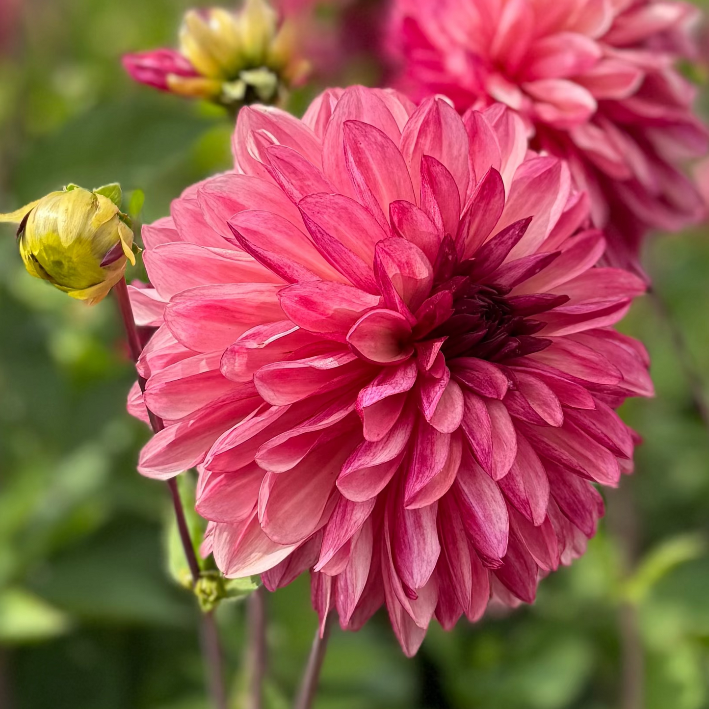 Dahlia Bacardi