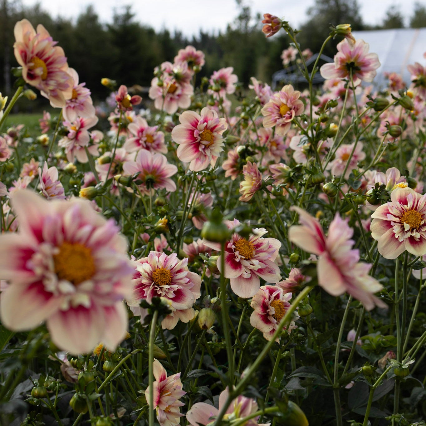 Dahliafrön 10st från Rhubarb&Custard Nyhet!