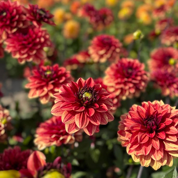 Dahlia Glossy Maracana Nyhet!