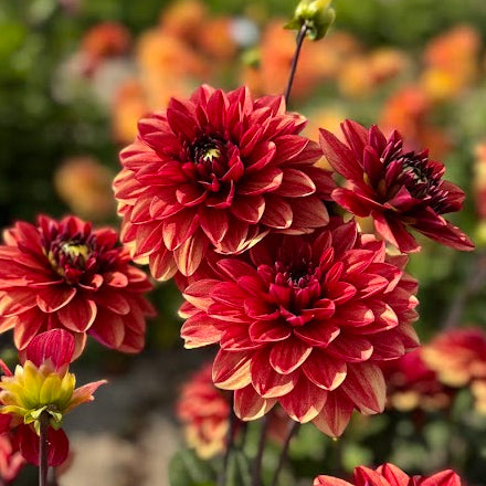 Dahlia Glossy Maracana
